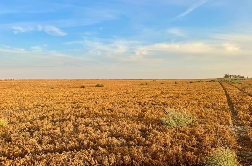 Rural Address, Pleasant Valley Rm No. 288, Saskatchewan S0L 0B3, ,Farm,For Sale,Elrose 2,084 acres Grain Farmland,Rural Address,SK984758