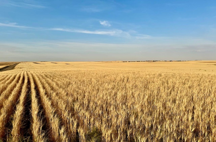 Rural Address, Monet Rm No. 257, Saskatchewan S0L 0B3, ,Farm,For Sale,Wartime East 1,230 acres Grain Farmland,Rural Address,SK984770