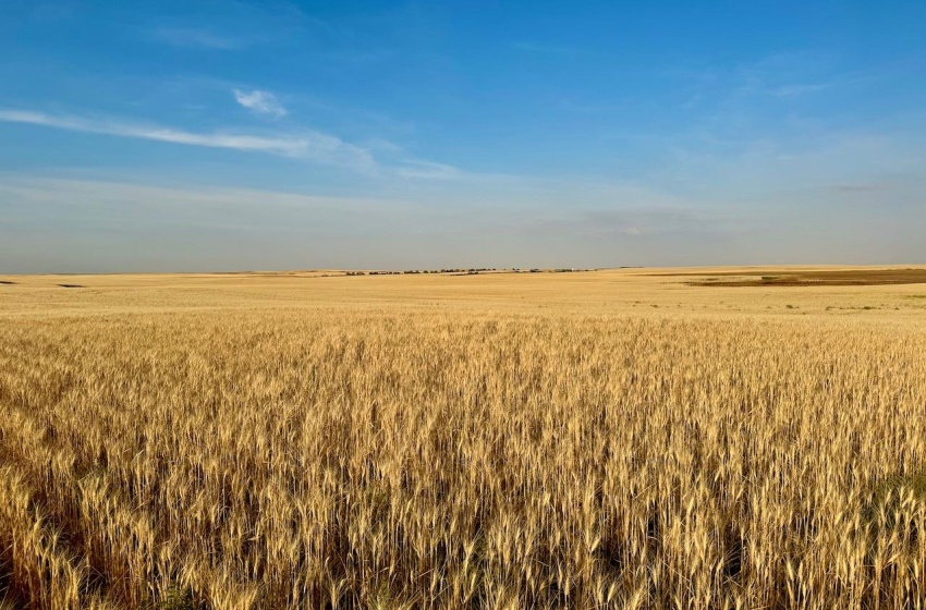 Rural Address, Monet Rm No. 257, Saskatchewan S0L 0B3, ,Farm,For Sale,Wartime East 1,230 acres Grain Farmland,Rural Address,SK984770