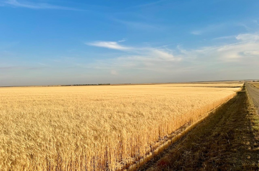 Rural Address, Monet Rm No. 257, Saskatchewan S0L 0B3, ,Farm,For Sale,Wartime East 1,230 acres Grain Farmland,Rural Address,SK984770