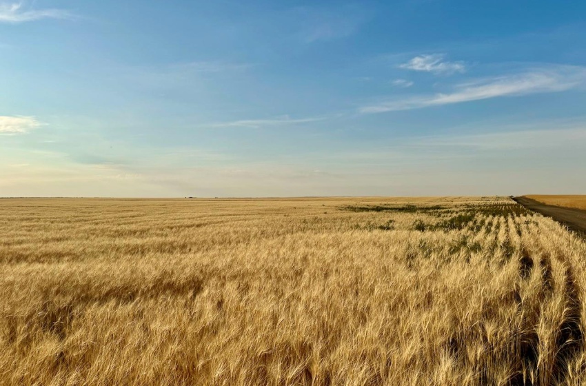 Rural Address, Monet Rm No. 257, Saskatchewan S0L 0B3, ,Farm,For Sale,Wartime East 1,230 acres Grain Farmland,Rural Address,SK984770