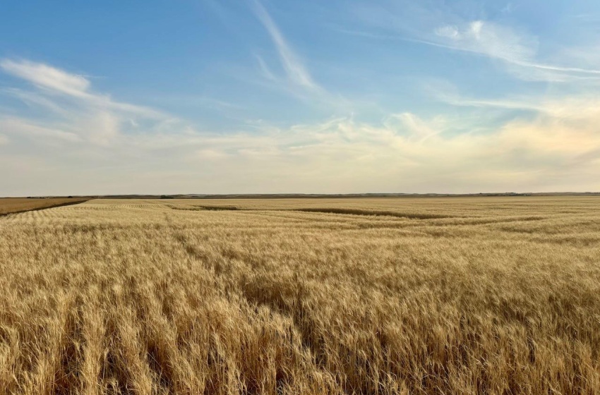 Rural Address, Monet Rm No. 257, Saskatchewan S0L 0B3, ,Farm,For Sale,Wartime East 1,230 acres Grain Farmland,Rural Address,SK984770