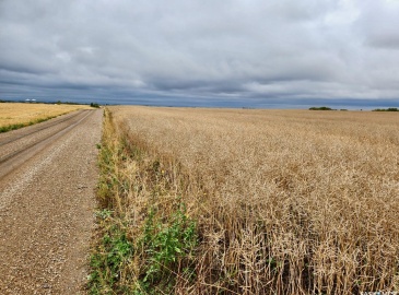 Rural Address, Lipton Rm No. 217, Saskatchewan S0G 1H0, ,Farm,For Sale,Dysart 484 Acres Grain Farmland (B),Rural Address,SK985296