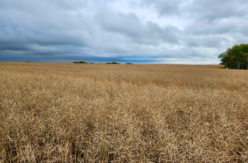 Rural Address, Lipton Rm No. 217, Saskatchewan S0G 1H0, ,Farm,For Sale,Dysart 484 Acres Grain Farmland (B),Rural Address,SK985296