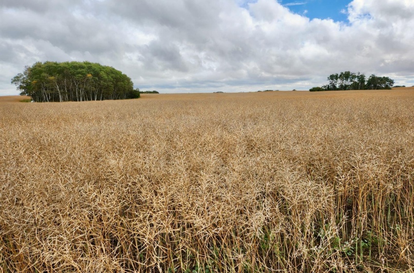 Rural Address, Lipton Rm No. 217, Saskatchewan S0G 1H0, ,Farm,For Sale,Dysart 484 Acres Grain Farmland (B),Rural Address,SK985296