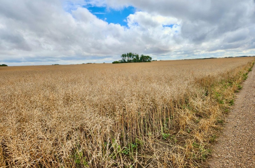 Rural Address, Lipton Rm No. 217, Saskatchewan S0G 1H0, ,Farm,For Sale,Dysart 484 Acres Grain Farmland (B),Rural Address,SK985296