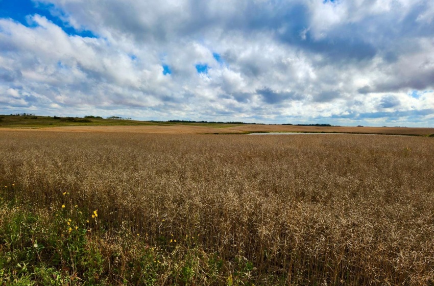 Rural Address, Lipton Rm No. 217, Saskatchewan S0G 1H0, ,Farm,For Sale,Dysart 484 Acres Grain Farmland (B),Rural Address,SK985296