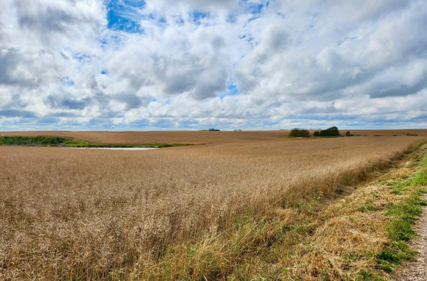 Rural Address, Lipton Rm No. 217, Saskatchewan S0G 1H0, ,Farm,For Sale,Dysart 484 Acres Grain Farmland (B),Rural Address,SK985296