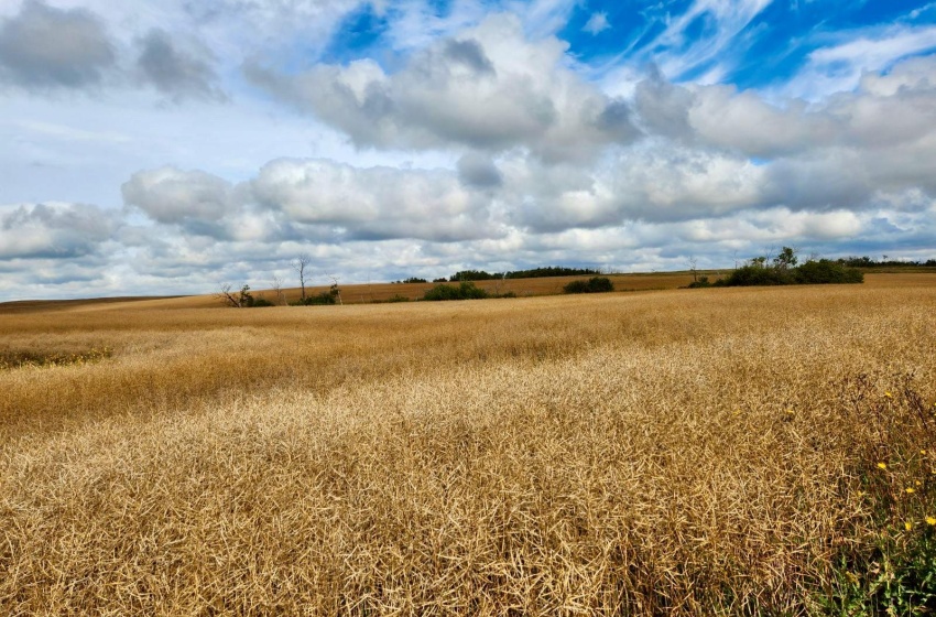 Rural Address, Lipton Rm No. 217, Saskatchewan S0G 1H0, ,Farm,For Sale,Dysart 484 Acres Grain Farmland (B),Rural Address,SK985296