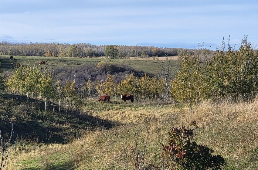 Rural Address, Glenside Rm No. 377, Saskatchewan S0K 4B0, ,Farm,For Sale,Sonningdale 484.9 acres Pastureland,Rural Address,SK985534