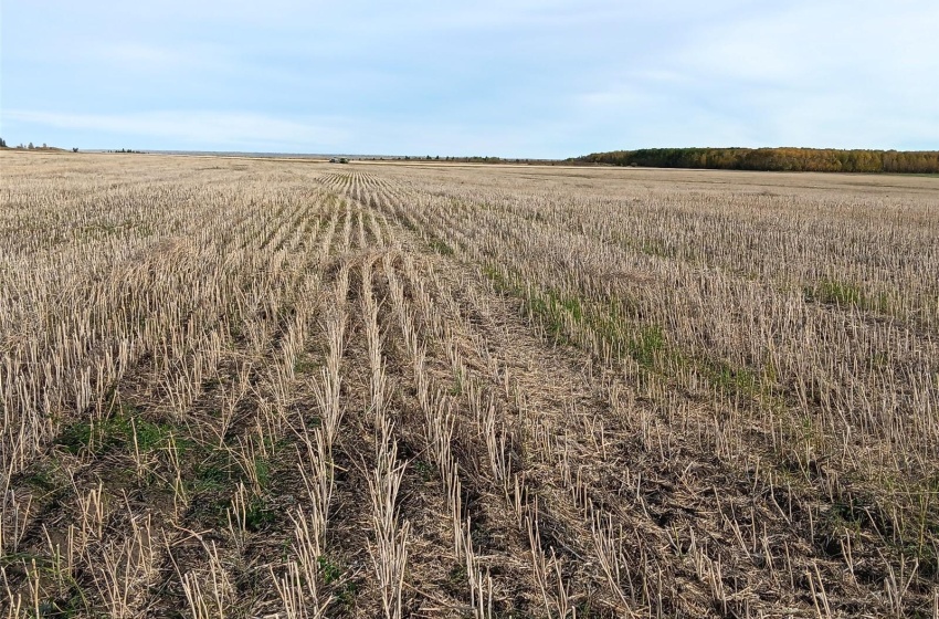 Rural Address, Arborfield Rm No. 456, Saskatchewan S0E 0A0, ,Farm,For Sale,Arborfield 465 acres Grain Farmland,Rural Address,SK985646