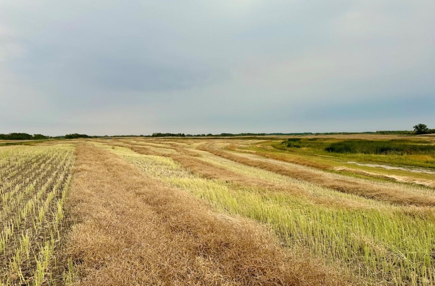 Rural Address, Emerald Rm No. 277, Saskatchewan S0A 0G0, ,Farm,For Sale,Bankend 319 acres Grain Farmland,Rural Address,SK986589