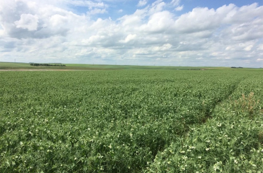 Crops growing on land