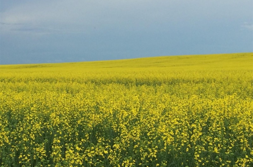 Crops growing on land