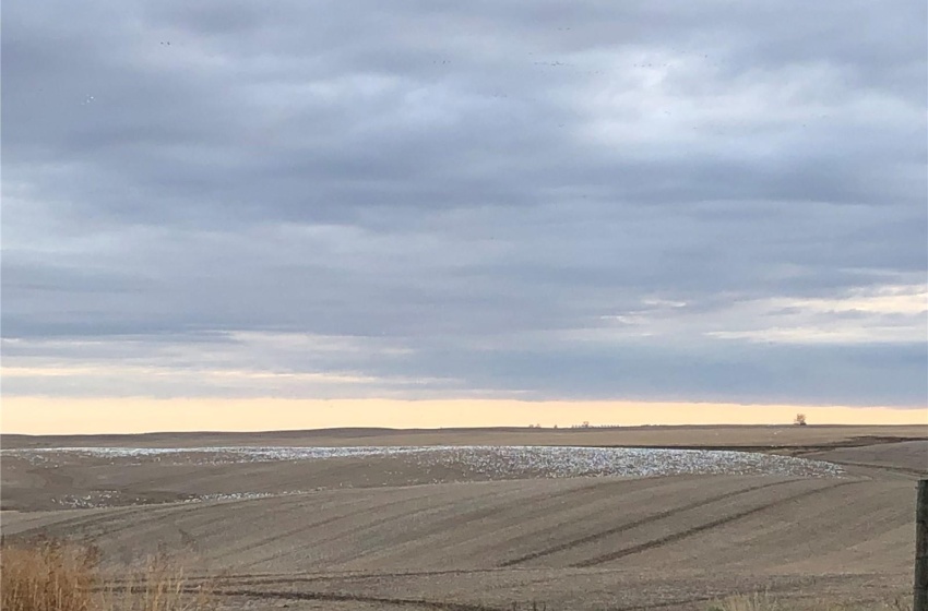 Snow Geese