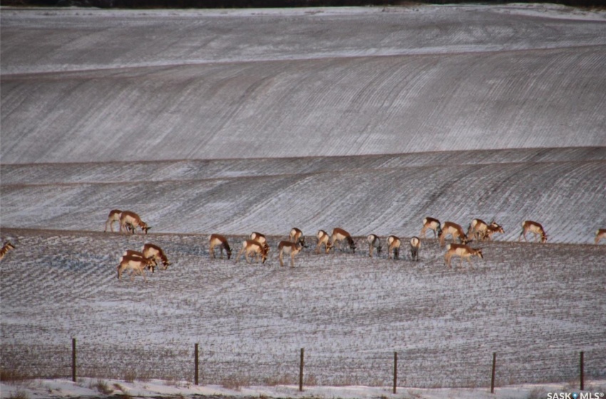 Antelope