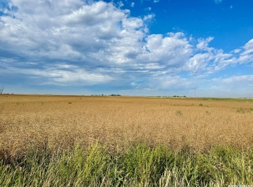 Rural Address, Griffin Rm No. 66, Saskatchewan S0C 1G0, ,Farm,For Sale,Griffin 626 Acres Grain Farmland,Rural Address,SK995921