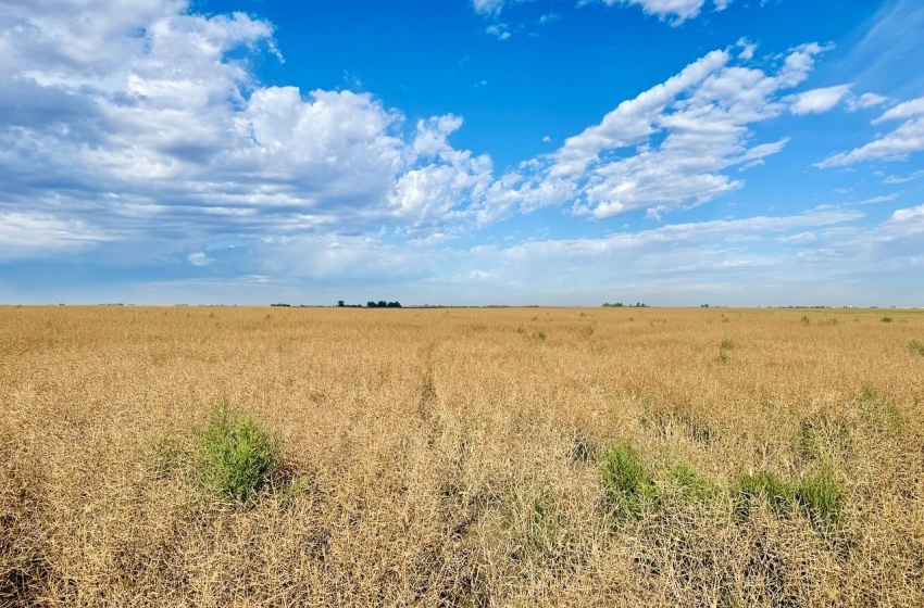 Rural Address, Griffin Rm No. 66, Saskatchewan S0C 1G0, ,Farm,For Sale,Griffin 626 Acres Grain Farmland,Rural Address,SK995921