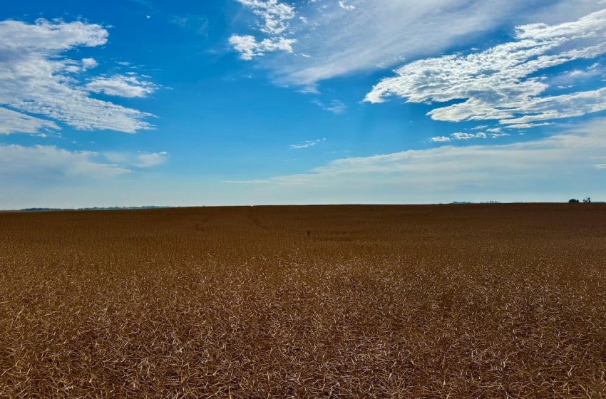 Rural Address, Griffin Rm No. 66, Saskatchewan S0C 1G0, ,Farm,For Sale,Griffin 626 Acres Grain Farmland,Rural Address,SK995921