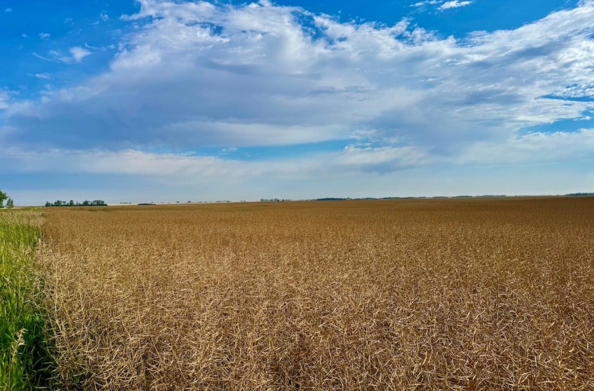 Rural Address, Griffin Rm No. 66, Saskatchewan S0C 1G0, ,Farm,For Sale,Griffin 626 Acres Grain Farmland,Rural Address,SK995921