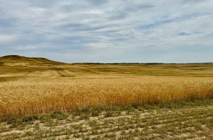 Rural Address, Old Post Rm No. 43, Saskatchewan S0H 1P0, ,Farm,For Sale,Killdeer 1,278 Acres Grain Farmland,Rural Address,SK995930