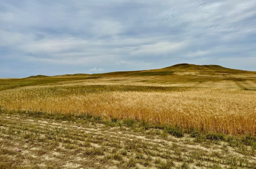 Rural Address, Old Post Rm No. 43, Saskatchewan S0H 1P0, ,Farm,For Sale,Killdeer 1,278 Acres Grain Farmland,Rural Address,SK995930