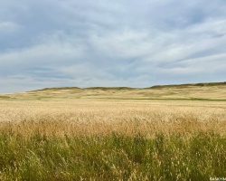 Rural Address, Old Post Rm No. 43, Saskatchewan S0H 1P0, ,Farm,For Sale,Killdeer 1,278 Acres Grain Farmland,Rural Address,SK995930