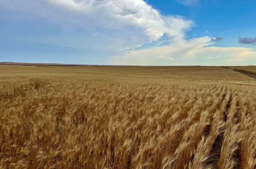 Rural Address, Wood River Rm No. 74, Saskatchewan S0H 4M0, ,Farm,For Sale,Woodrow 3,954 acres Grain Farmland,Rural Address,SK995932