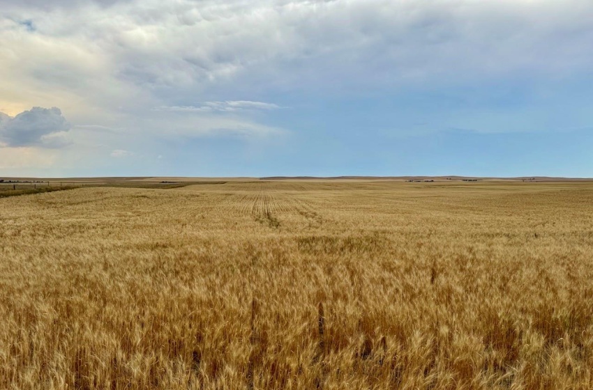 Rural Address, Wood River Rm No. 74, Saskatchewan S0H 4M0, ,Farm,For Sale,Woodrow 3,954 acres Grain Farmland,Rural Address,SK995932