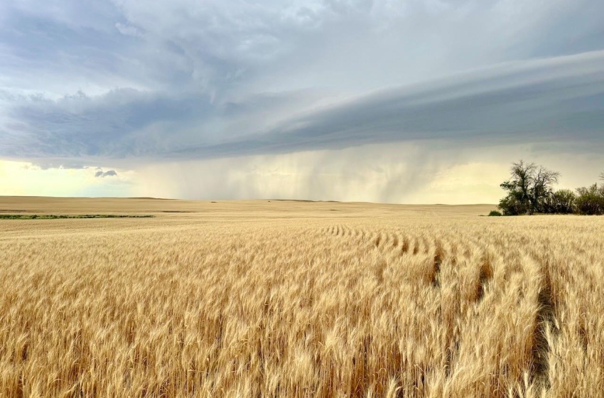 Rural Address, Wood River Rm No. 74, Saskatchewan S0H 4M0, ,Farm,For Sale,Woodrow 3,954 acres Grain Farmland,Rural Address,SK995932