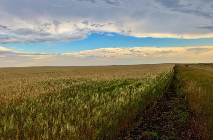 Rural Address, Wood River Rm No. 74, Saskatchewan S0H 4M0, ,Farm,For Sale,Woodrow 3,954 acres Grain Farmland,Rural Address,SK995932