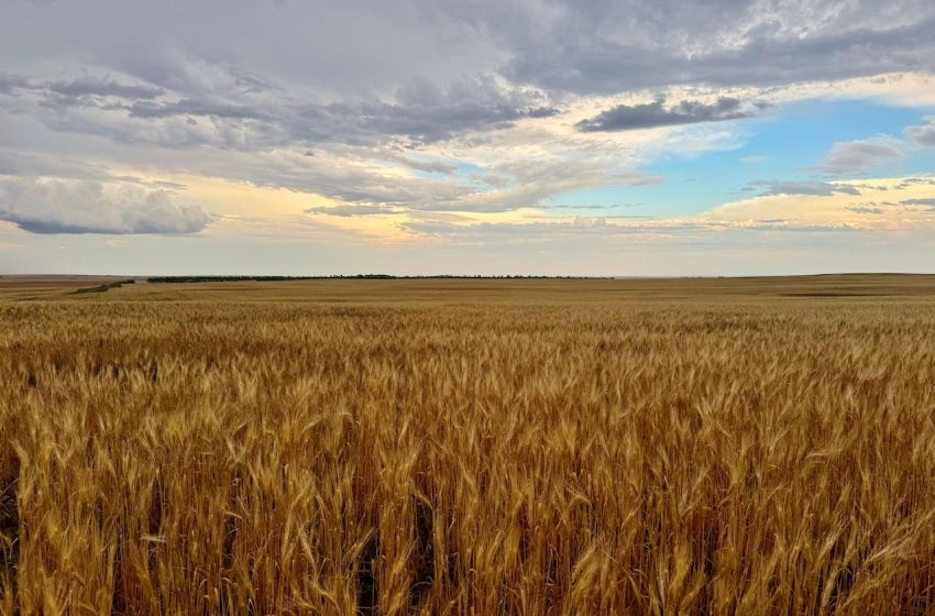 Rural Address, Wood River Rm No. 74, Saskatchewan S0H 4M0, ,Farm,For Sale,Woodrow 3,954 acres Grain Farmland,Rural Address,SK995932