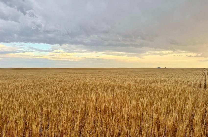 Rural Address, Wood River Rm No. 74, Saskatchewan S0H 4M0, ,Farm,For Sale,Woodrow 3,954 acres Grain Farmland,Rural Address,SK995932