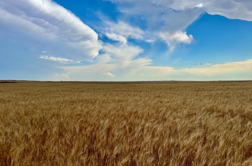 Rural Address, Wood River Rm No. 74, Saskatchewan S0H 4M0, ,Farm,For Sale,Woodrow 3,954 acres Grain Farmland,Rural Address,SK995932