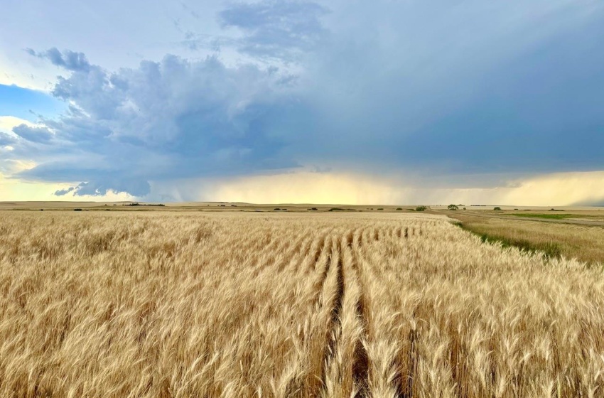 Rural Address, Wood River Rm No. 74, Saskatchewan S0H 4M0, ,Farm,For Sale,Woodrow 3,954 acres Grain Farmland,Rural Address,SK995932