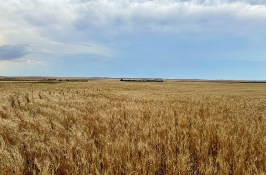 Rural Address, Wood River Rm No. 74, Saskatchewan S0H 4M0, ,Farm,For Sale,Woodrow 3,954 acres Grain Farmland,Rural Address,SK995932